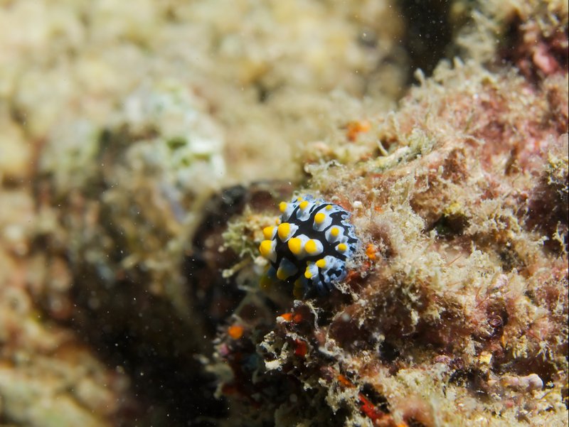 Wart slug